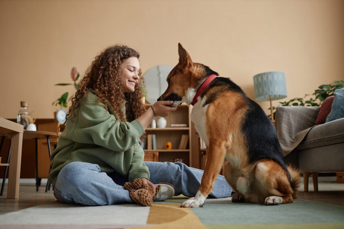 les friandises pour animaux un risque de surpoids pour nos chiens